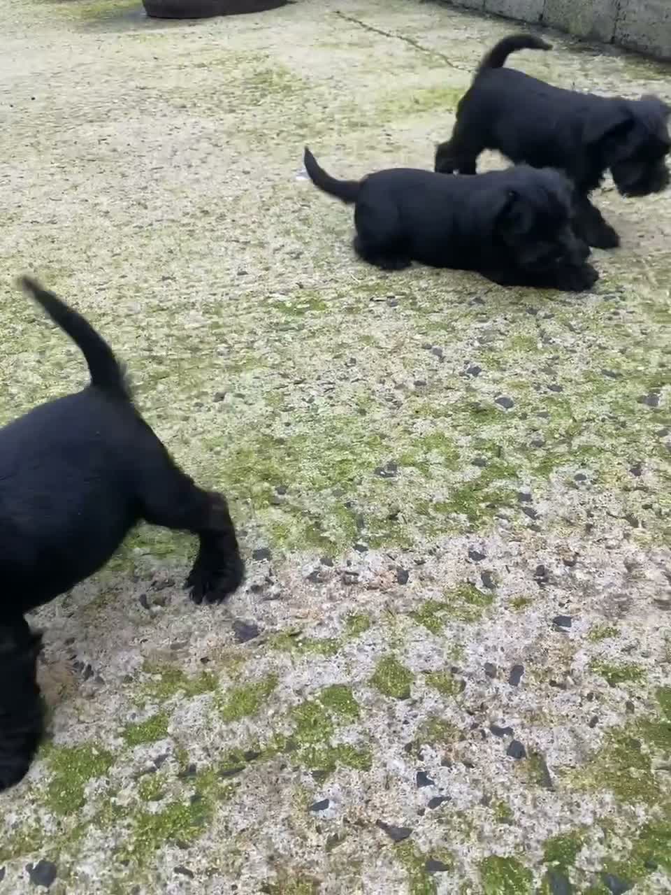 Miniature Schnauzer dogs for sale: 4 KC registered Miniature Schnauzer - Video 1