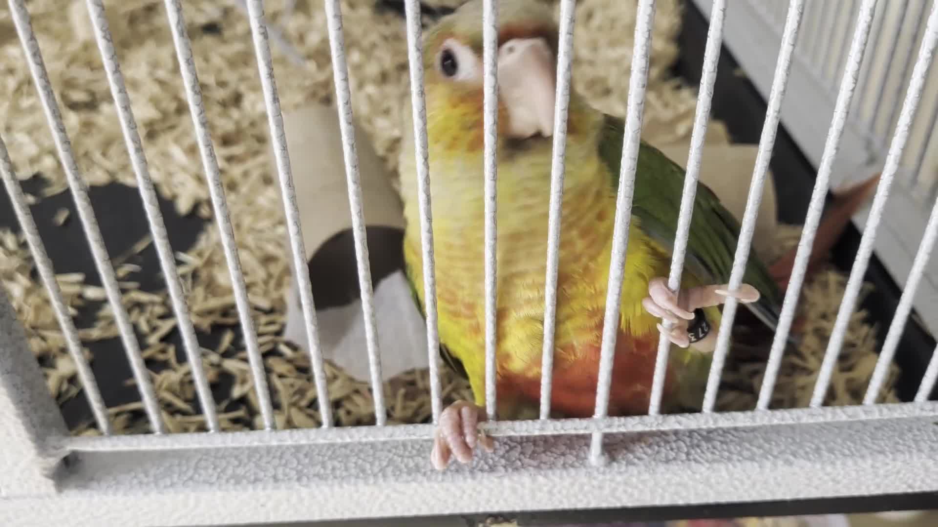 Conures birds for sale: Hand reared Pineapple conures x 2 - Video 3