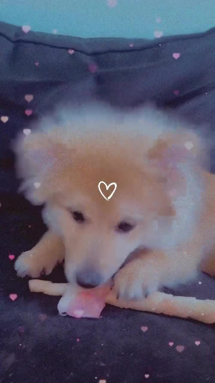 Pomeranian dogs for sale: Boy Pomeranian  - Video 1