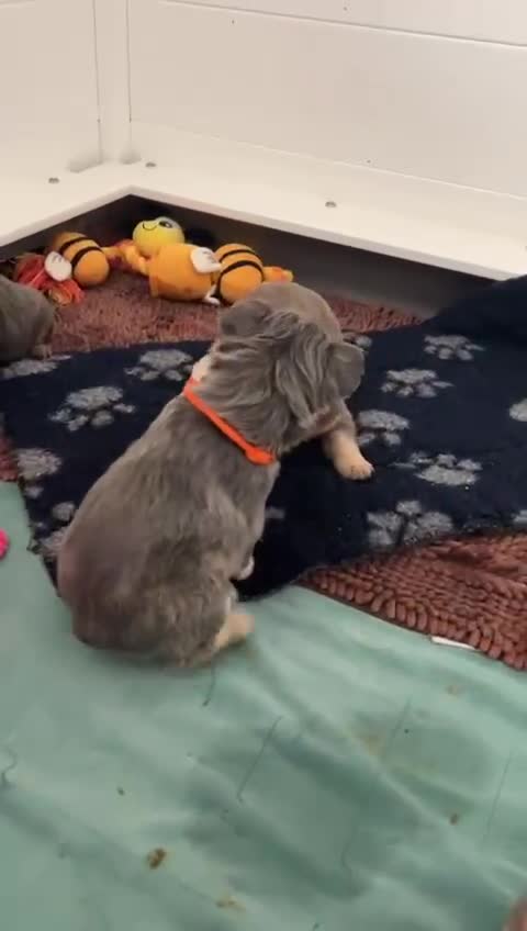 French Bulldog dogs for stud: RAGNAR lilac tan visual fluffy frenchbulldog stud  in Pontefract - Video 5