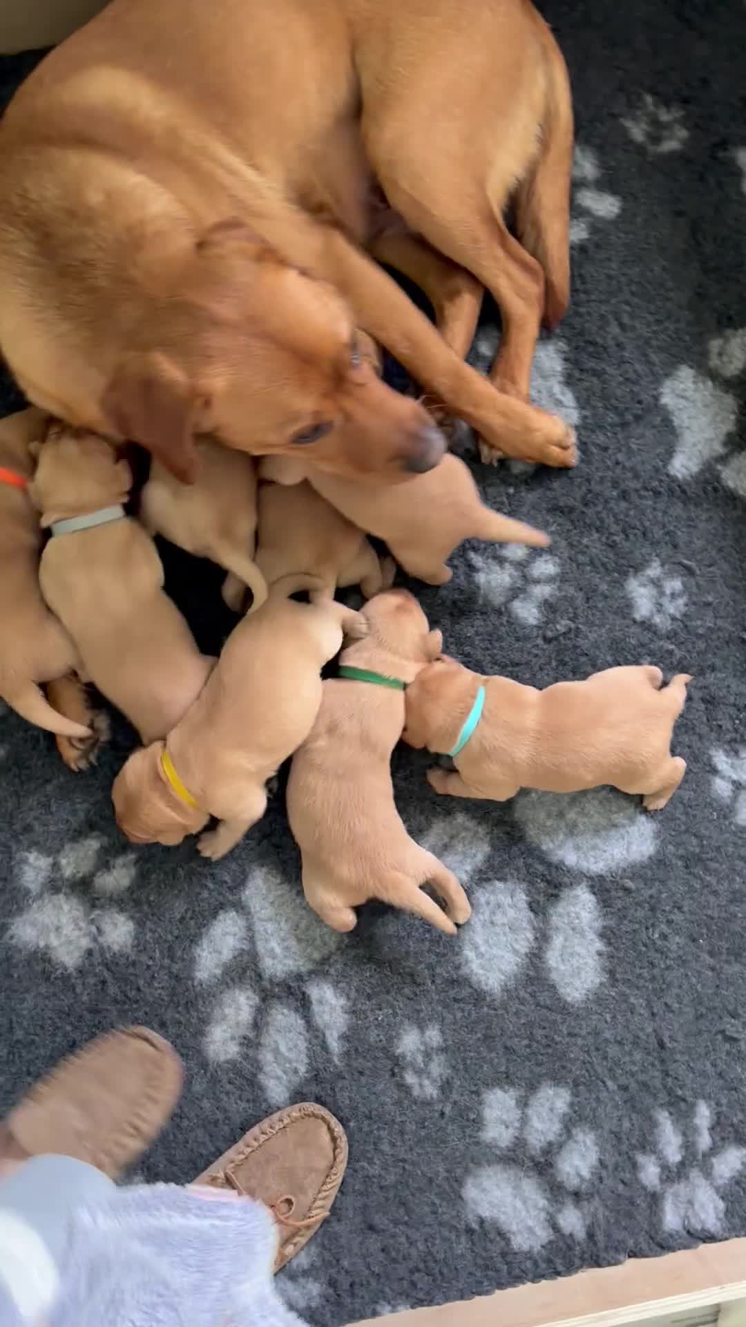Labrador Retriever dogs for sale: Fox red Labrador puppies for sale - Video 1