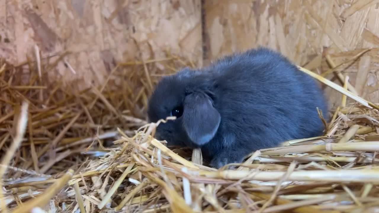 Mini Lop rabbits for sale: Beautiful baby  mini lops bunny’s  in Taunton - Video 1