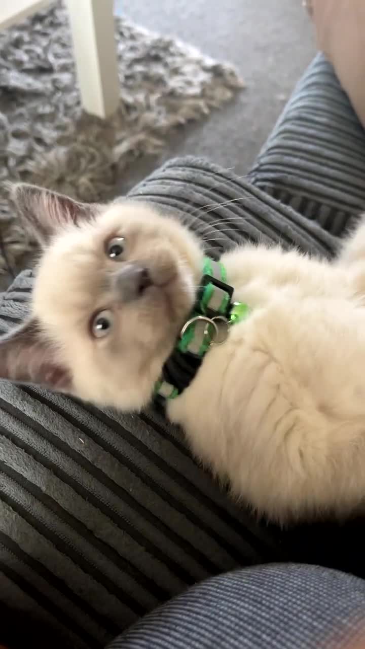 British Shorthair cats for sale: 💙 GCCF Pedigree Blue Colourpoint BSH Kitten - Video 2