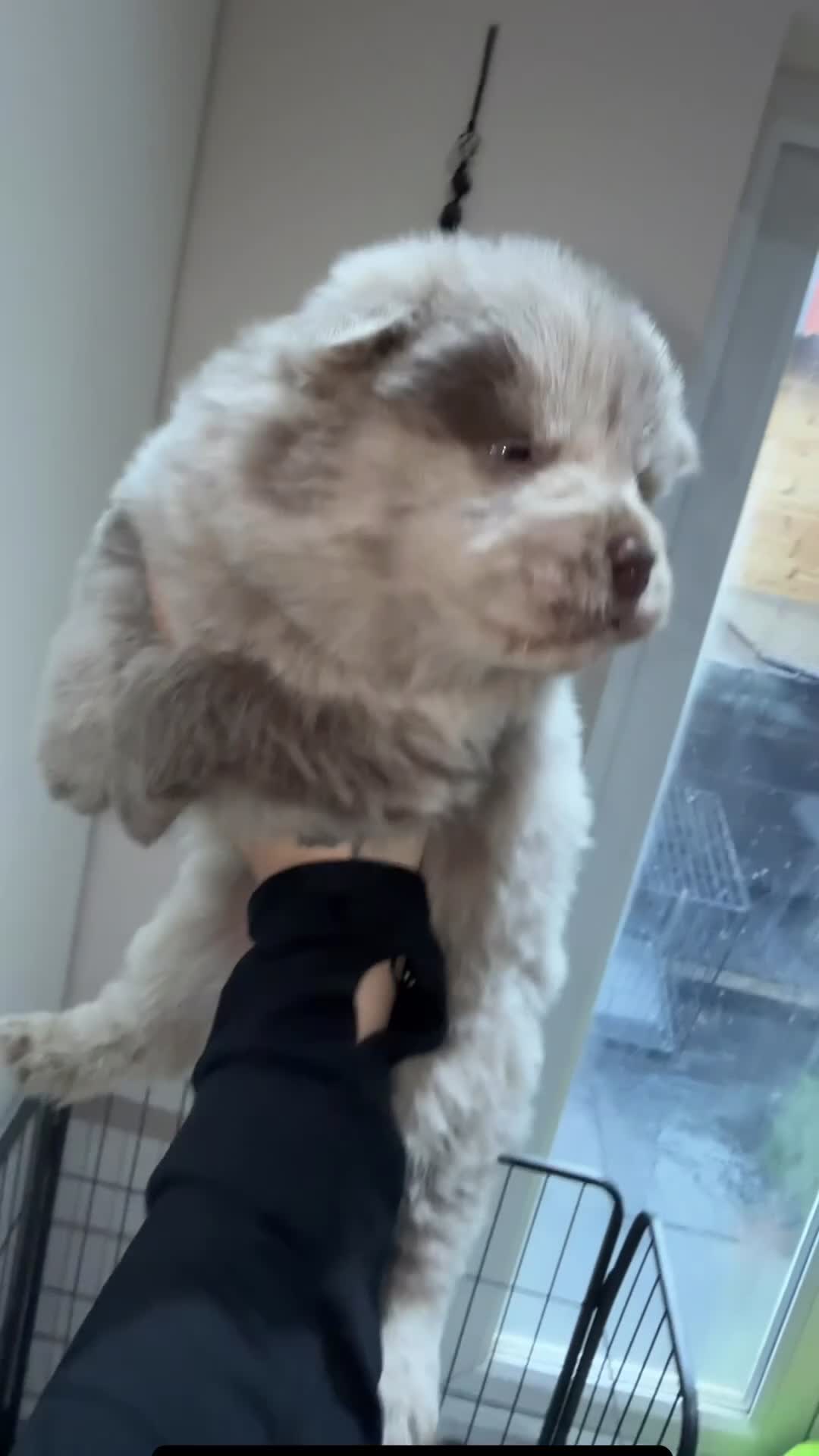 Chow Chow dogs for sale: Chow chow puppies  - Video 1