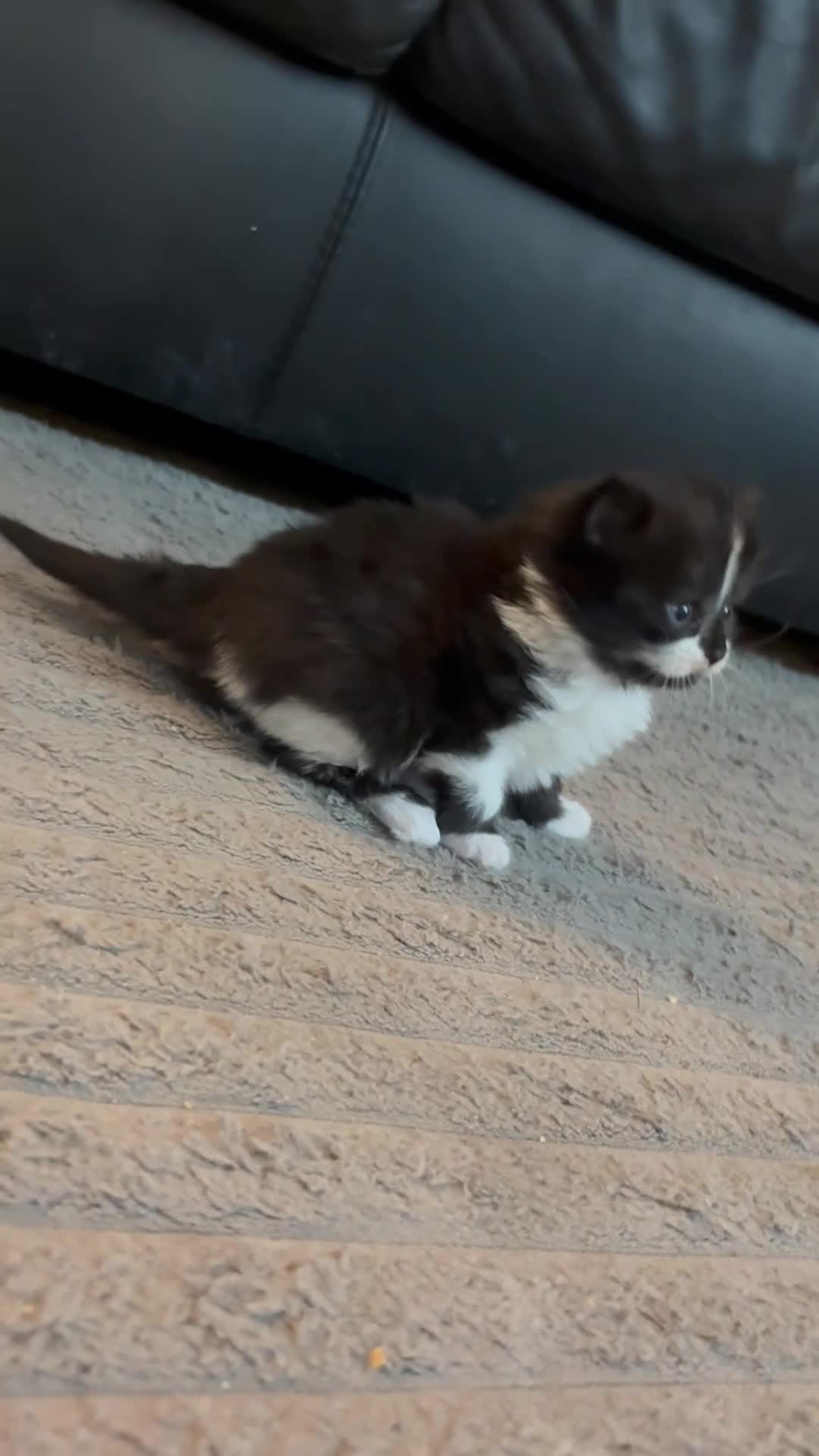 British Shorthair cats for sale: 1 beautiful kitten left - Video 1