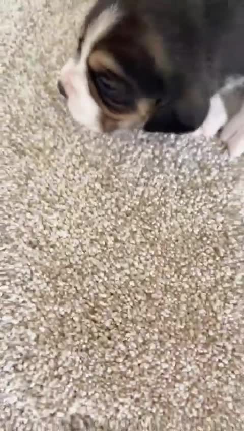 Beagle dogs for sale: Kc registered,,,  show winning beagles  - Video 2