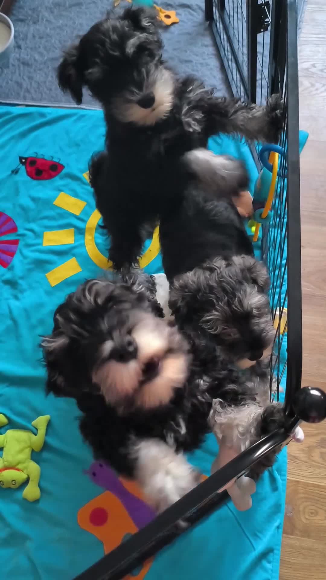 Miniature Schnauzer dogs for sale: Charming Mini Schnauzers with KC registration - Video 4