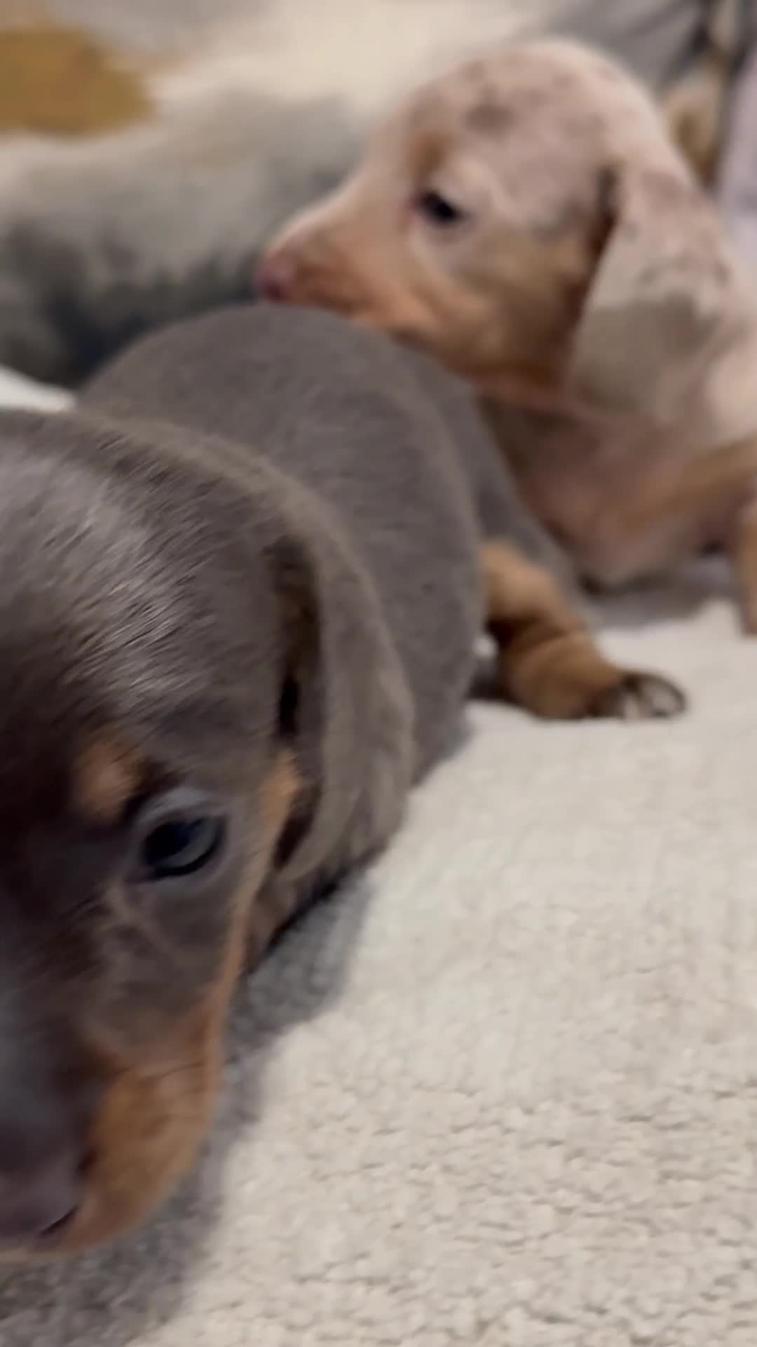 Miniature Dachshund dogs for sale: Two tiny boys looking for their forever sofa 💕 - Video 1