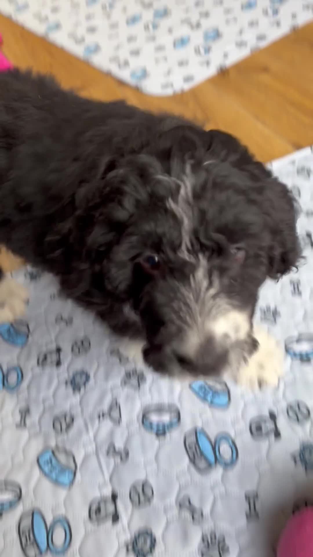 Bernedoodle dogs for sale: 🩷 Chunky Bernedoodles with TRI🩷 - Video 3