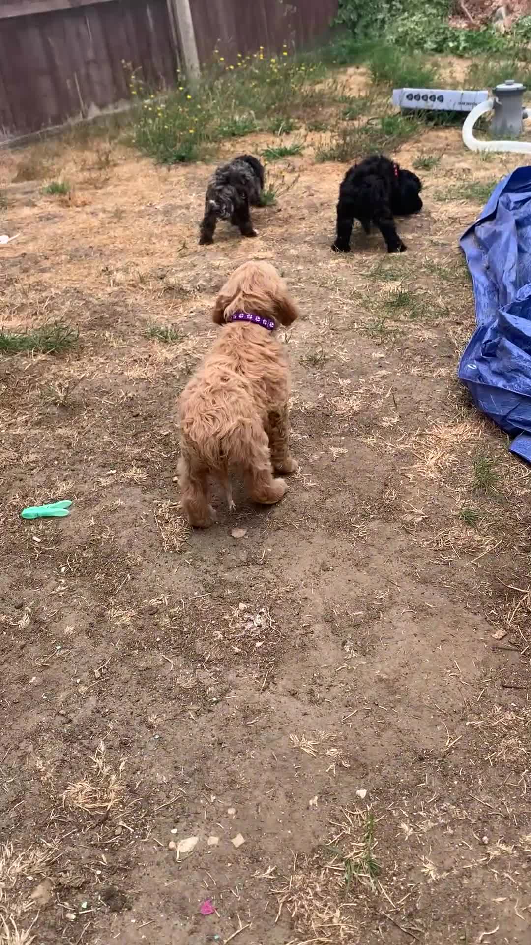 Cockapoo dogs for sale: Stunning cockapoos - Video 1