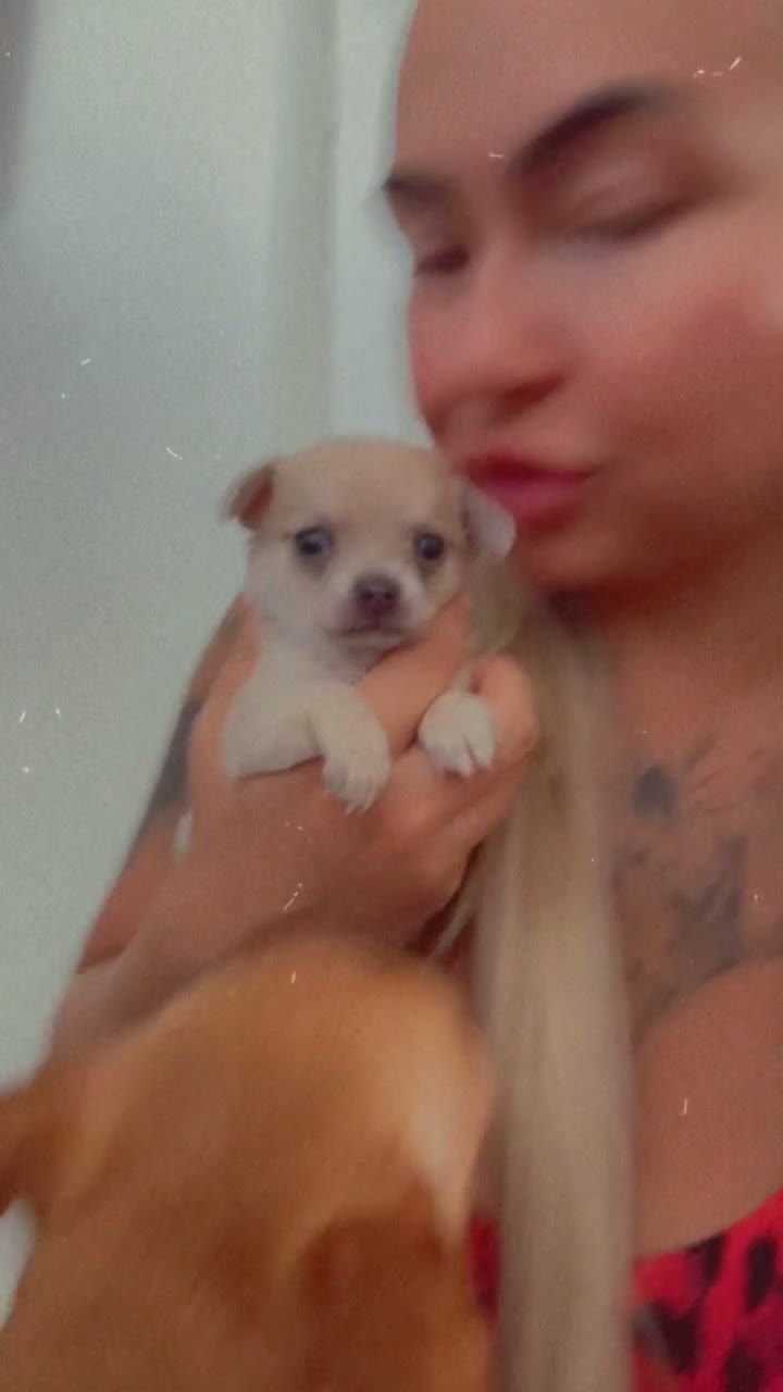 Chihuahua dogs for sale: Chihuahua Puppies For Sale! - Video 5