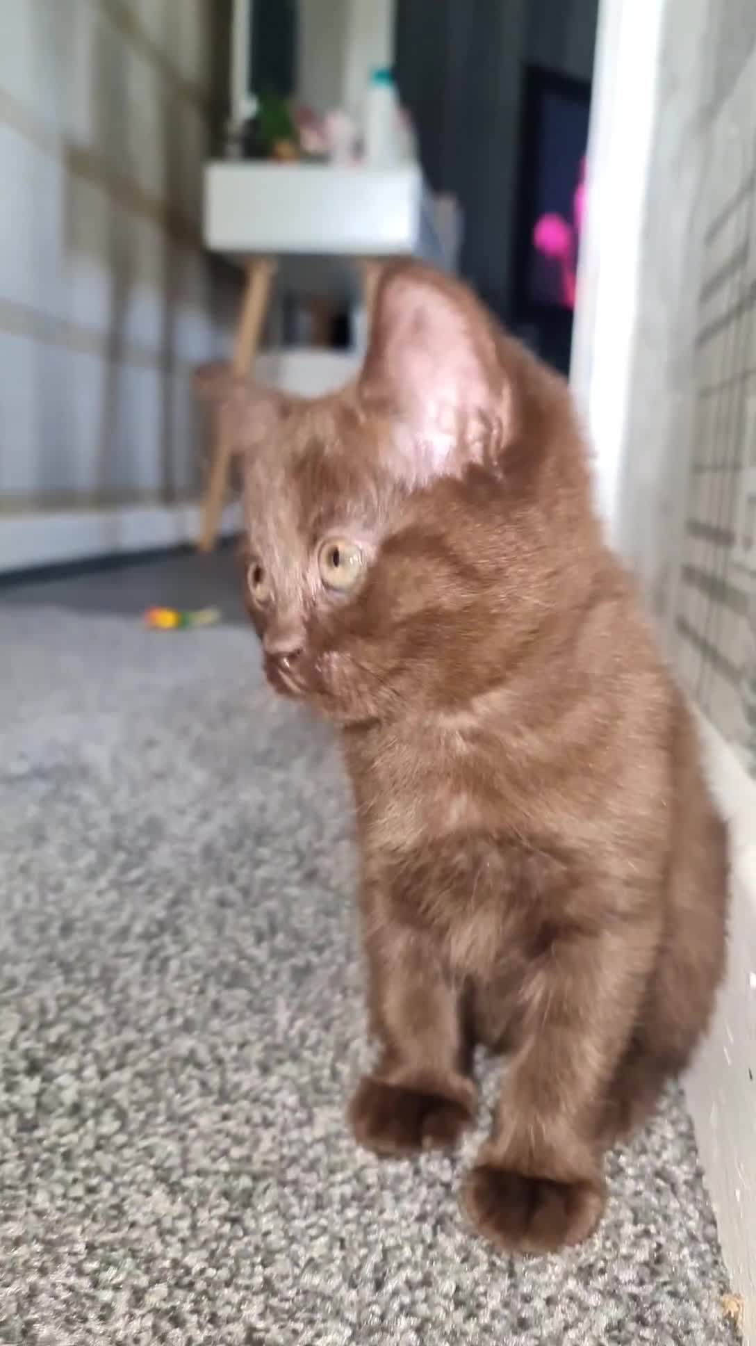 British Shorthair cats for sale: Chocolate/cinnamon British shorthair/ragdoll  - Video 1