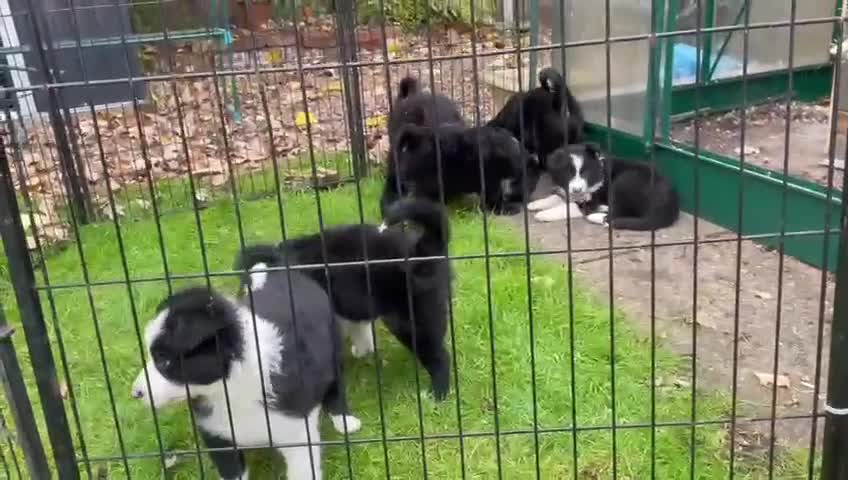 Border Collie dogs for sale: 🏡 Smart, Sweet Border Collie Pups Await You!" - Video 1