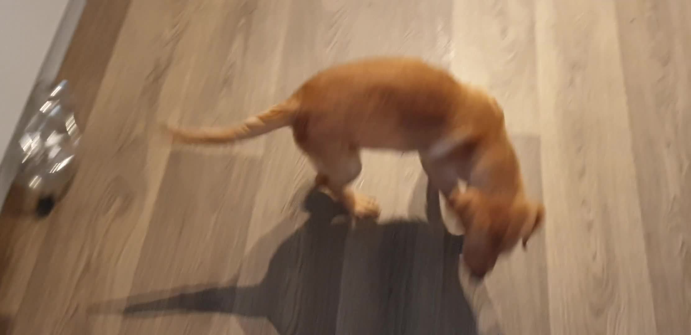 Labrador Retriever dogs for sale: KC registard Labrador Retrievers fully vaccinated. in Barnstaple - Video 3