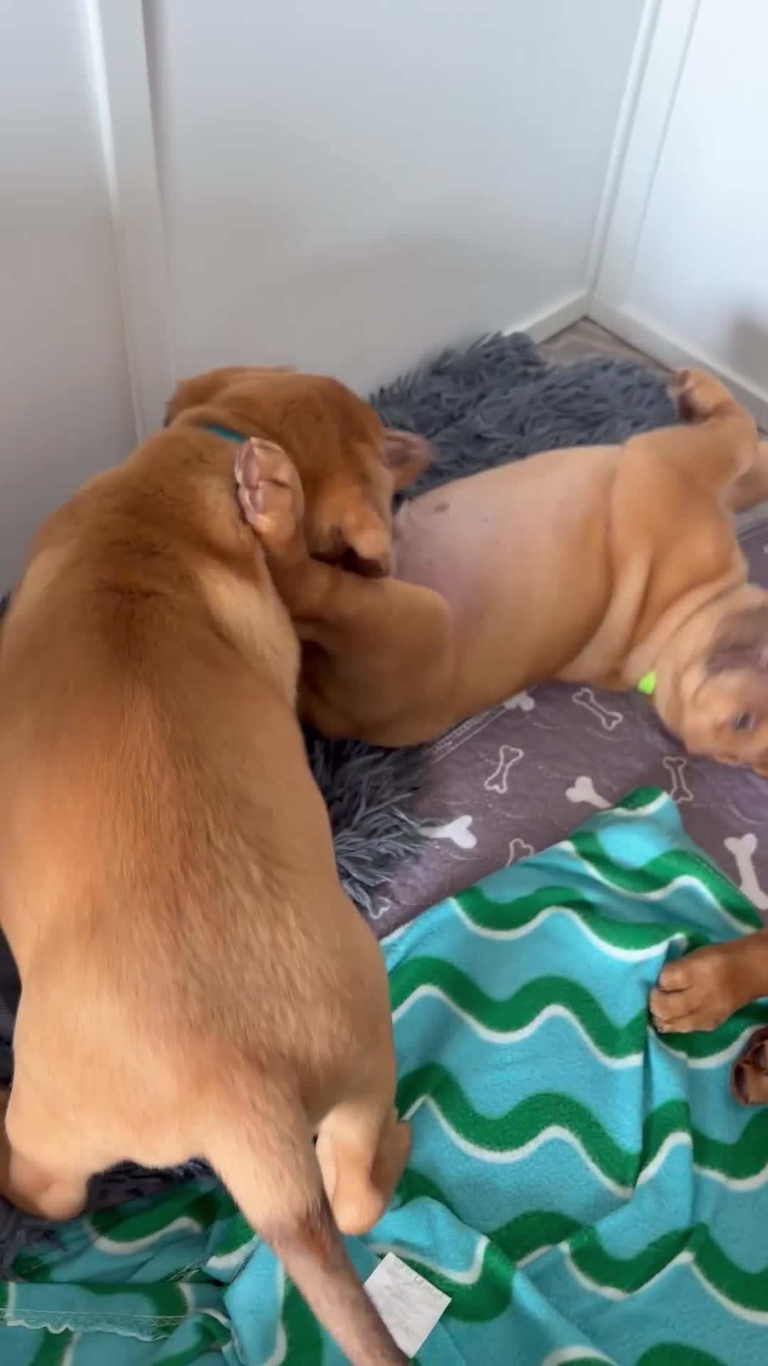 Dogue De Bordeaux dogs for sale: Stunning KC Dogue de Bordeaux Puppies - Video 1