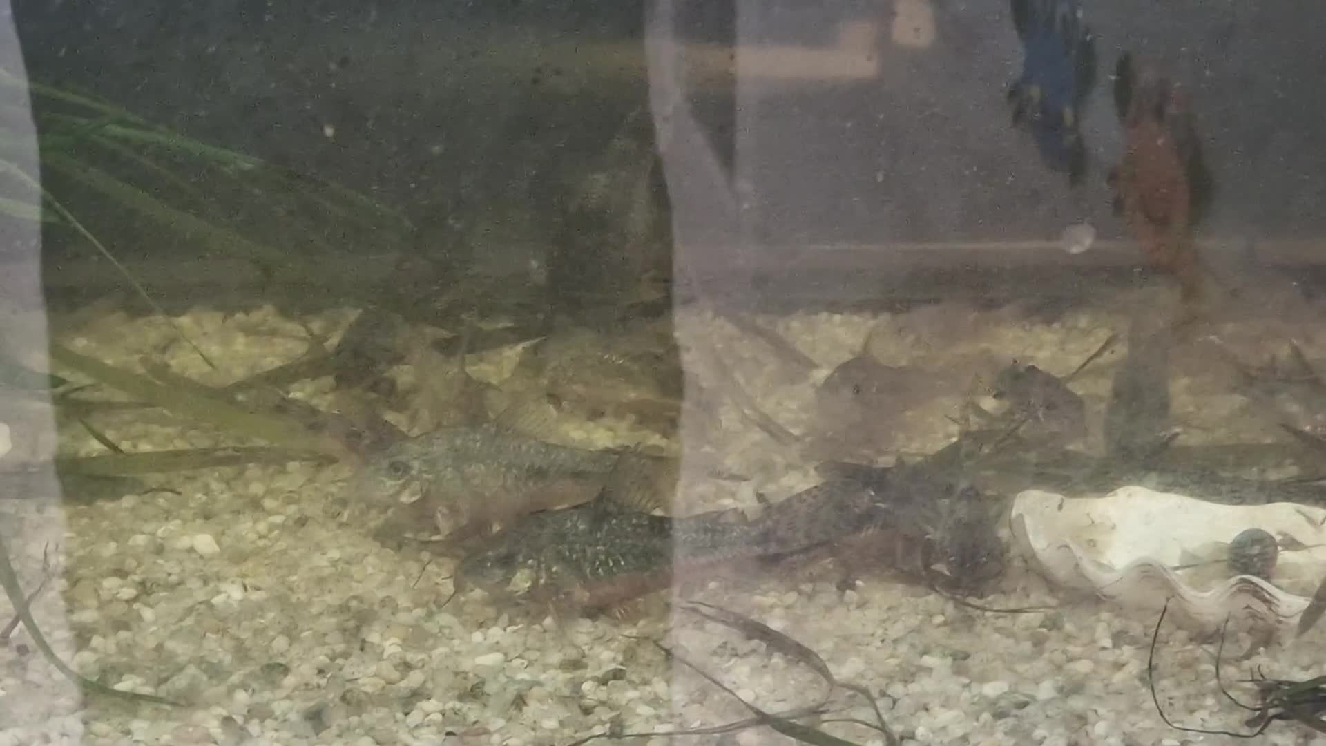 Corys fish for sale: Pepper Corydoras - Video 1