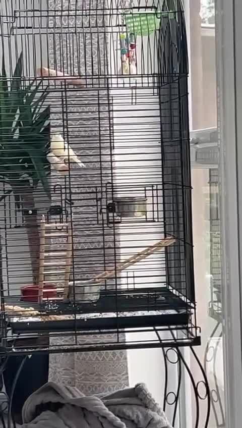 Canaries birds for sale: Pair of Canaries with Cage - Video 1