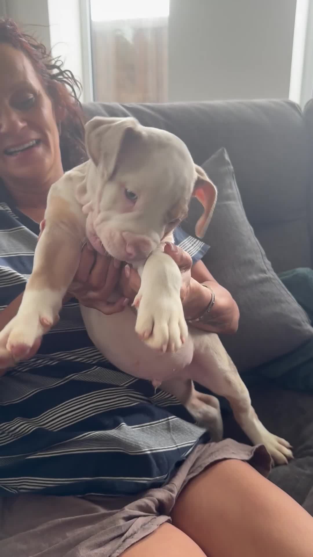 English Bulldog dogs for sale: Puppies for sale - Video 3