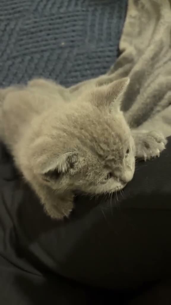 British Shorthair cats for sale: British short hair x domestic grey short hair  - Video 1