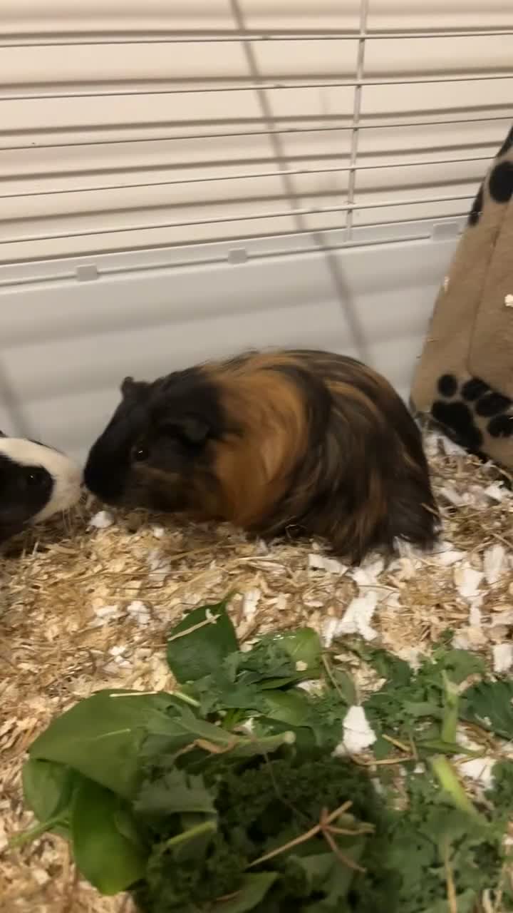 Guinea Pig rodents for sale: Two lovely Male bonded guinea pigs🐹🩵 - Video 1