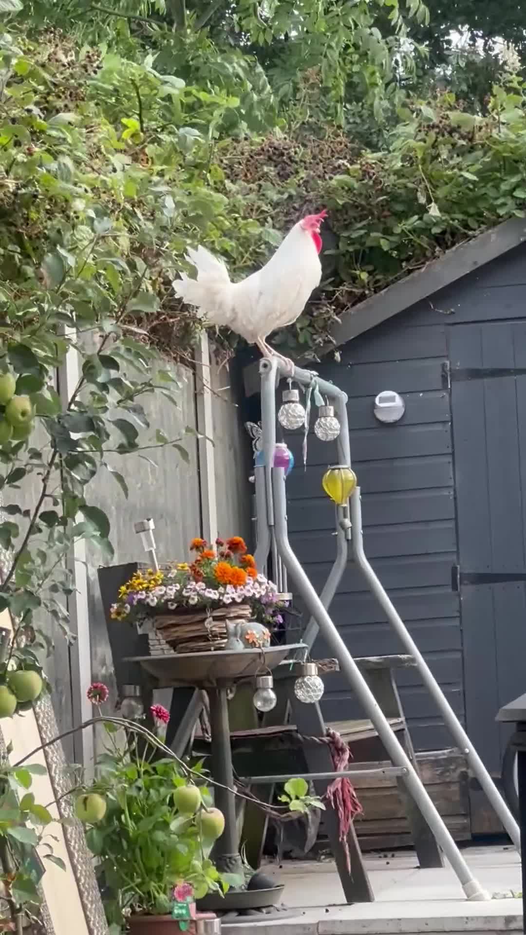 Chickens poultry for sale: For sale  - Video 1