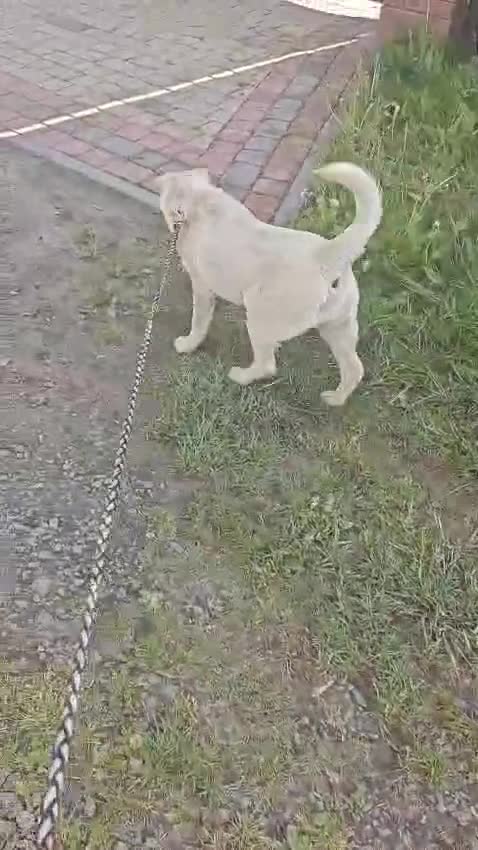 Mixed Breed dogs for adoption: ❤️🐶 LAIMA – TOO SMART AND WELL BALANCED in Burton-on-Trent - Video 1