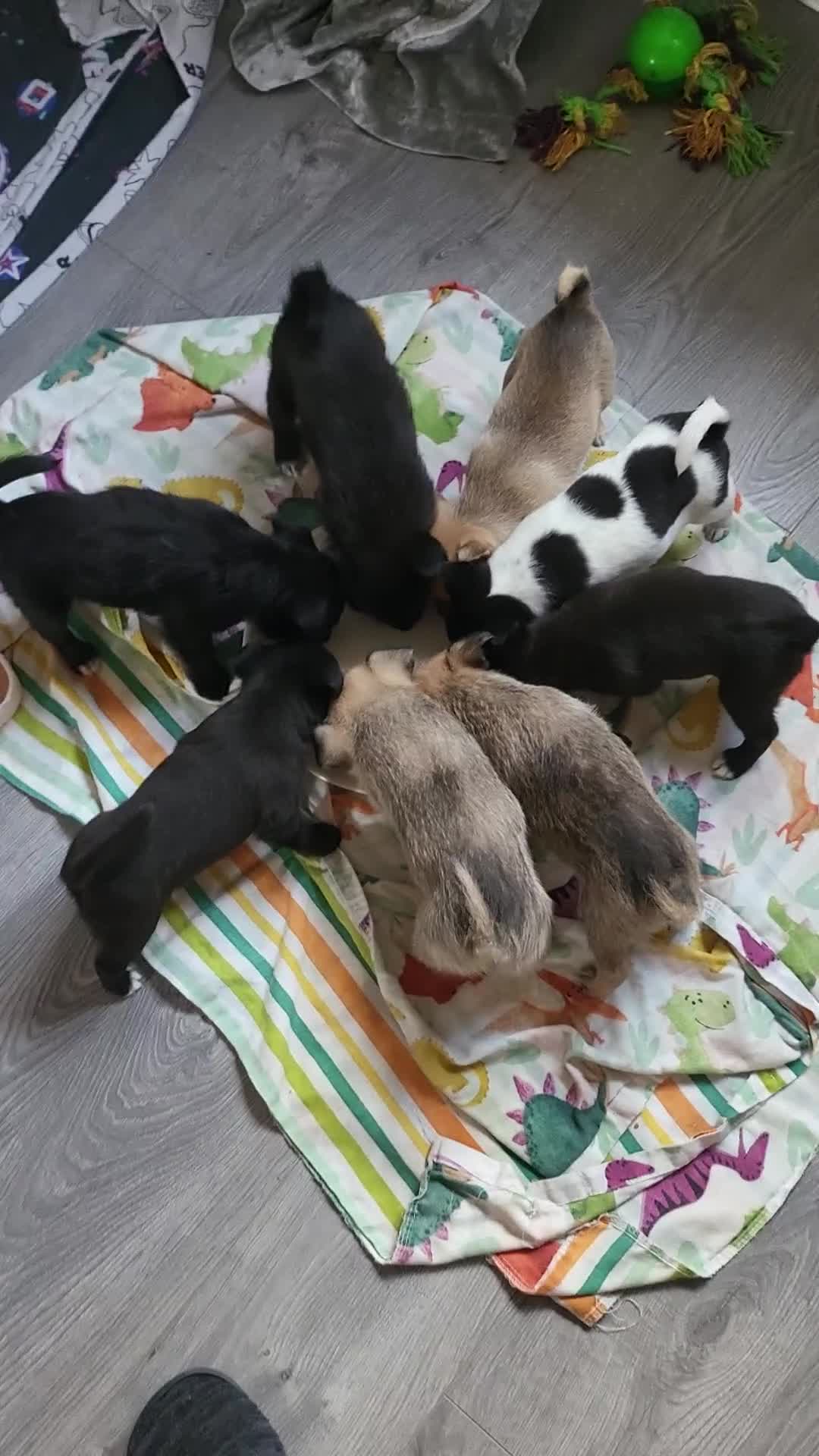 Mixed Breed dogs for sale: 🐾 Adorable Jackaranian Puppies  🐾 - Video 2