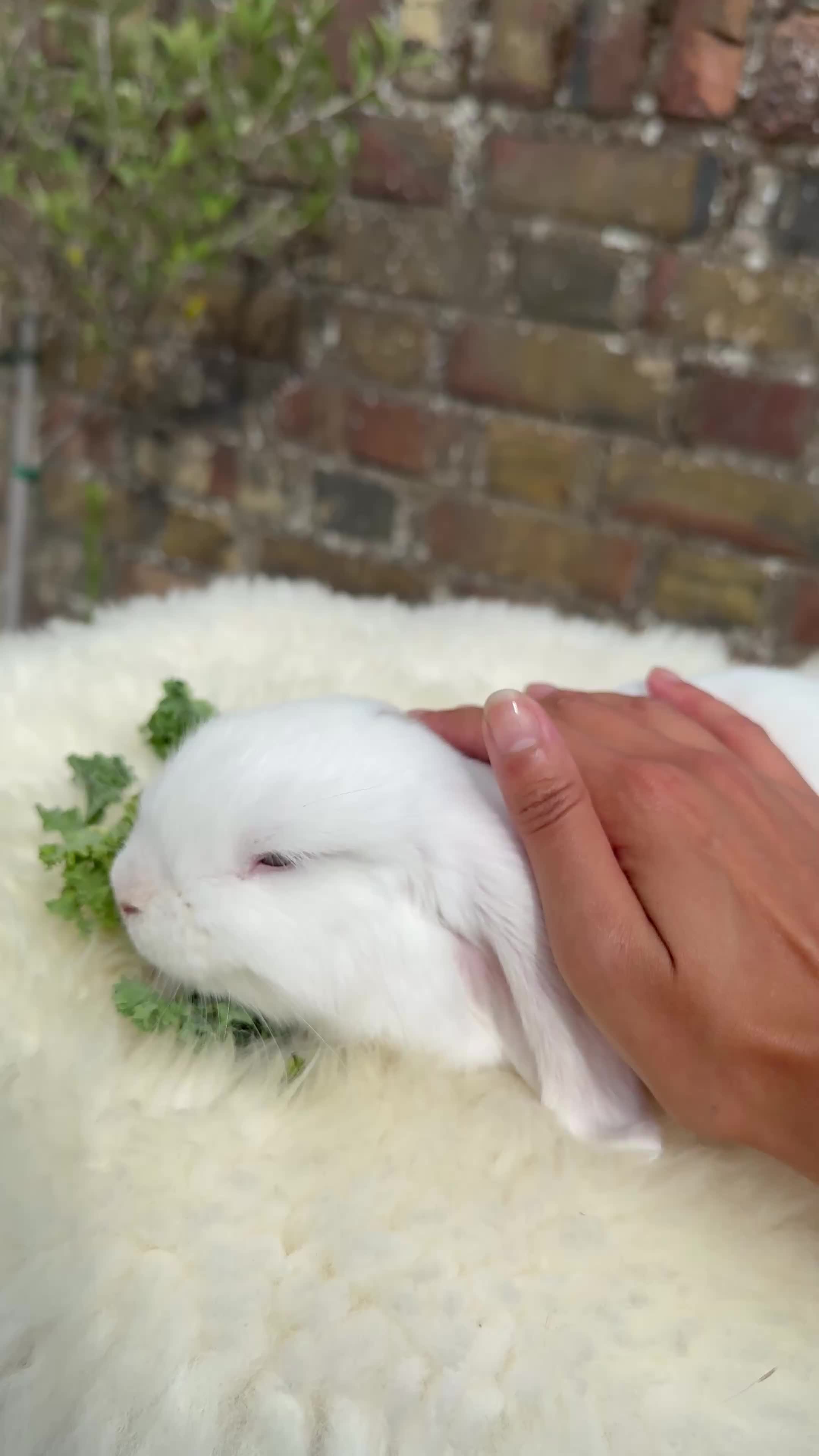 Mini Lop rabbits for sale: Pure Bred Mini Lops For Sale  - Video 1