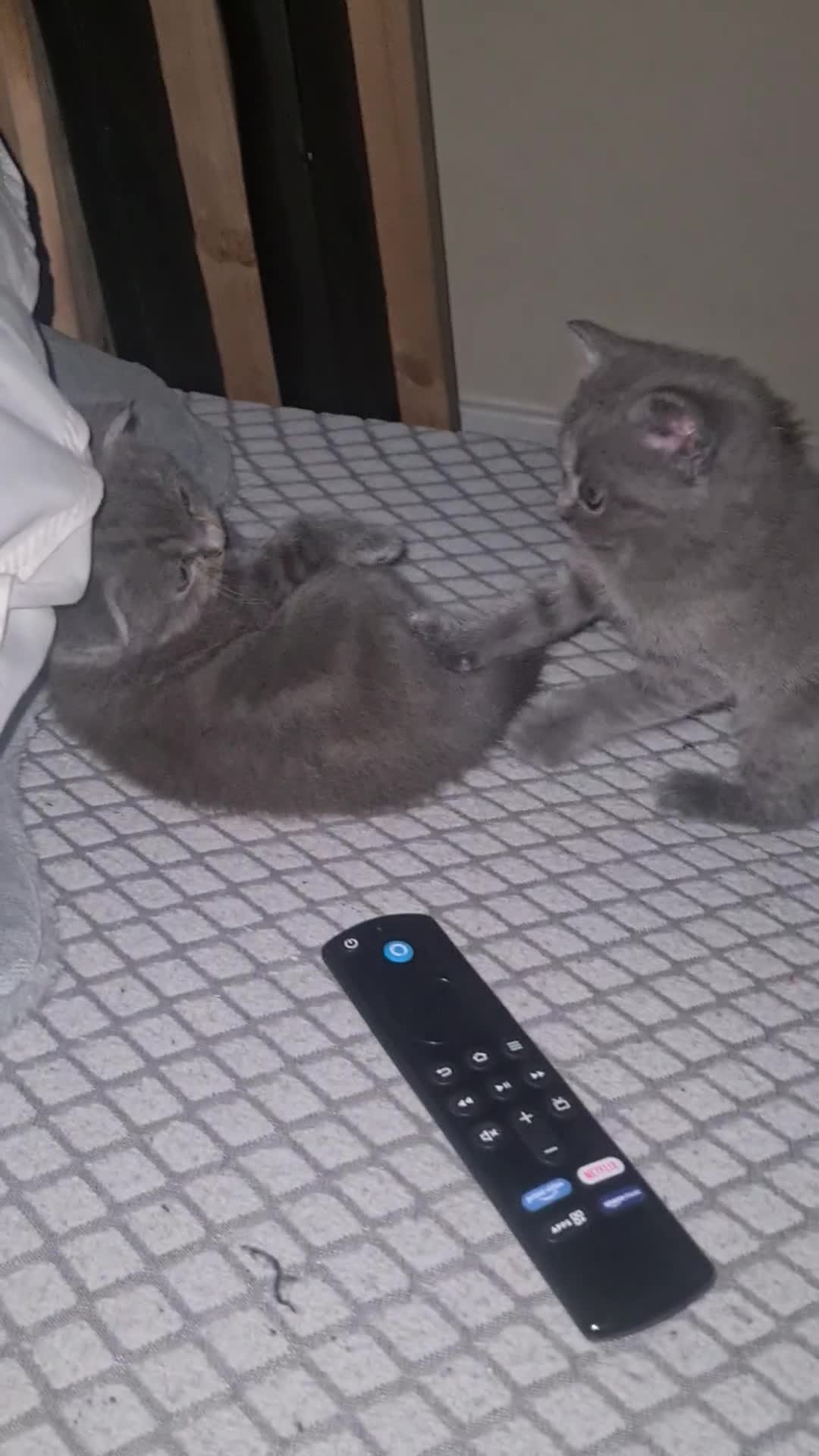 Scottish Fold cats for sale: Scotish kittens  - Video 1