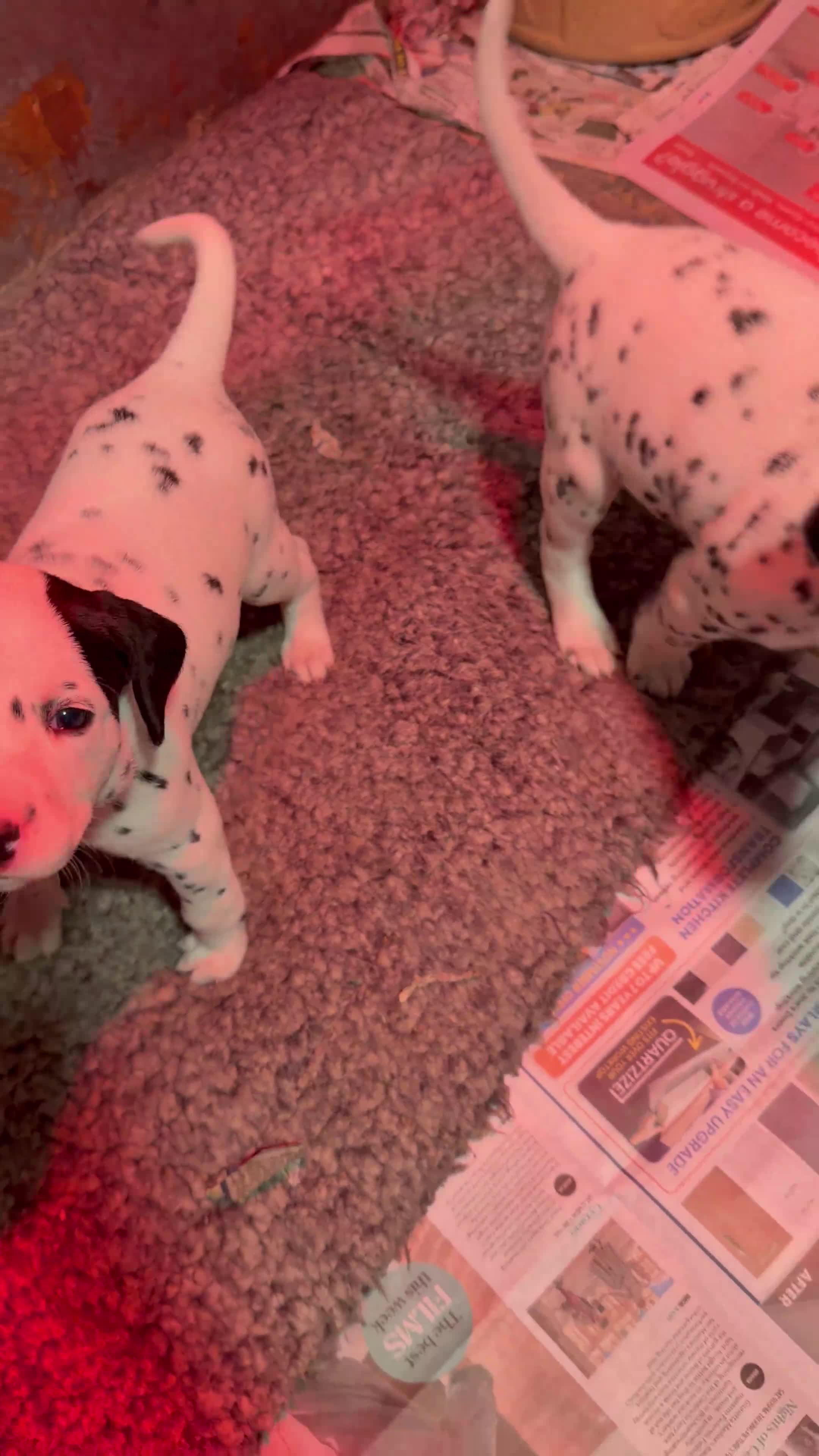 Dalmatian dogs for sale: KC Reg Dalmatian Puppies Black & Liver Ready Now - Video 1