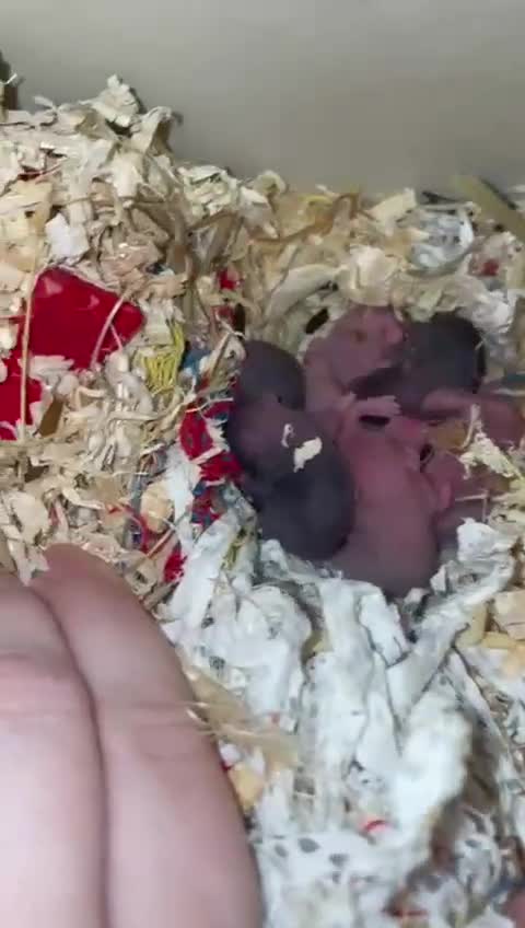 Hamster rodents for sale: Gorgeous Syrians - Video 1