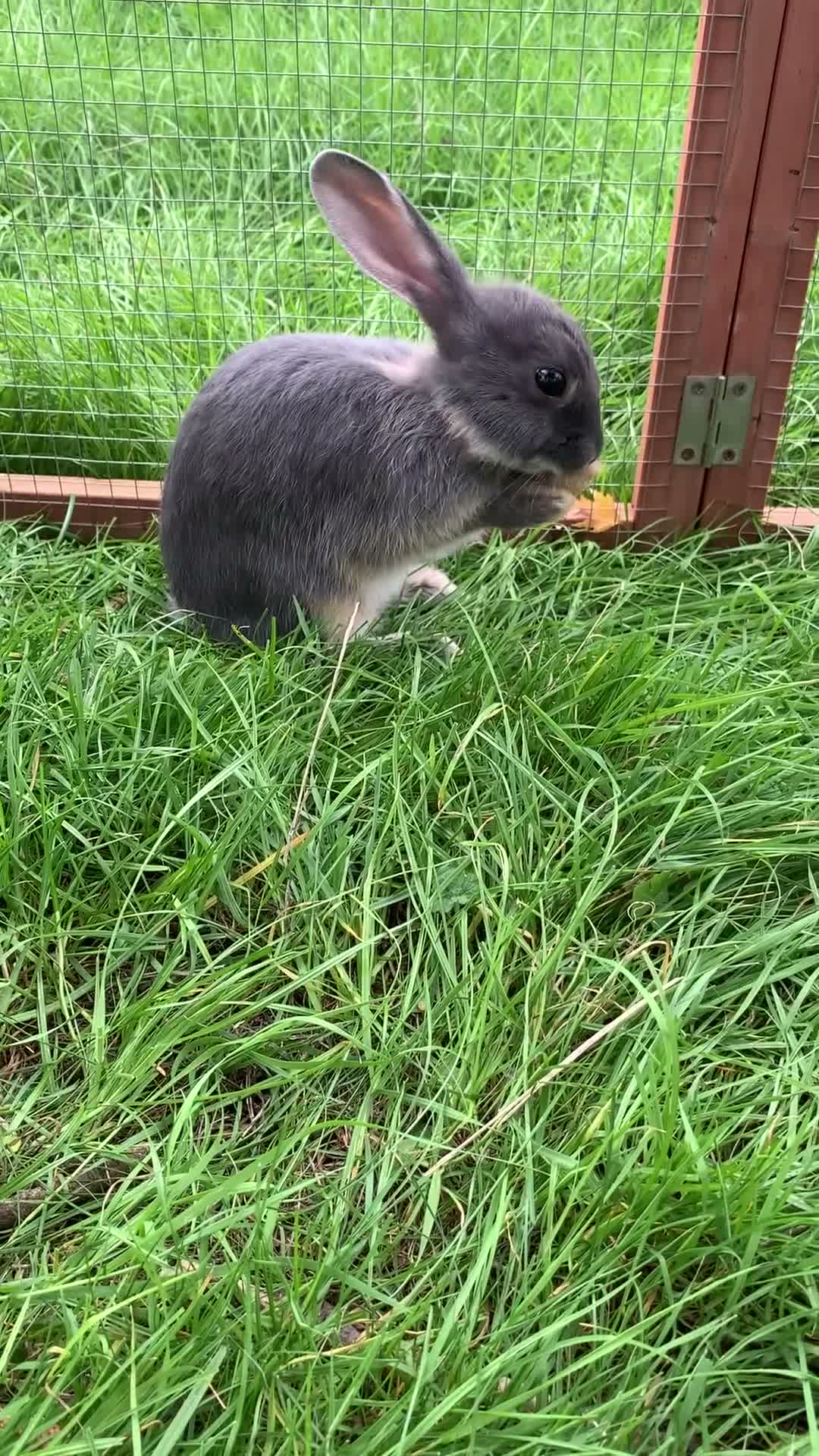 Mixed Breed rabbits for sale: LAST blue Mini Rex mix boy - Video 3
