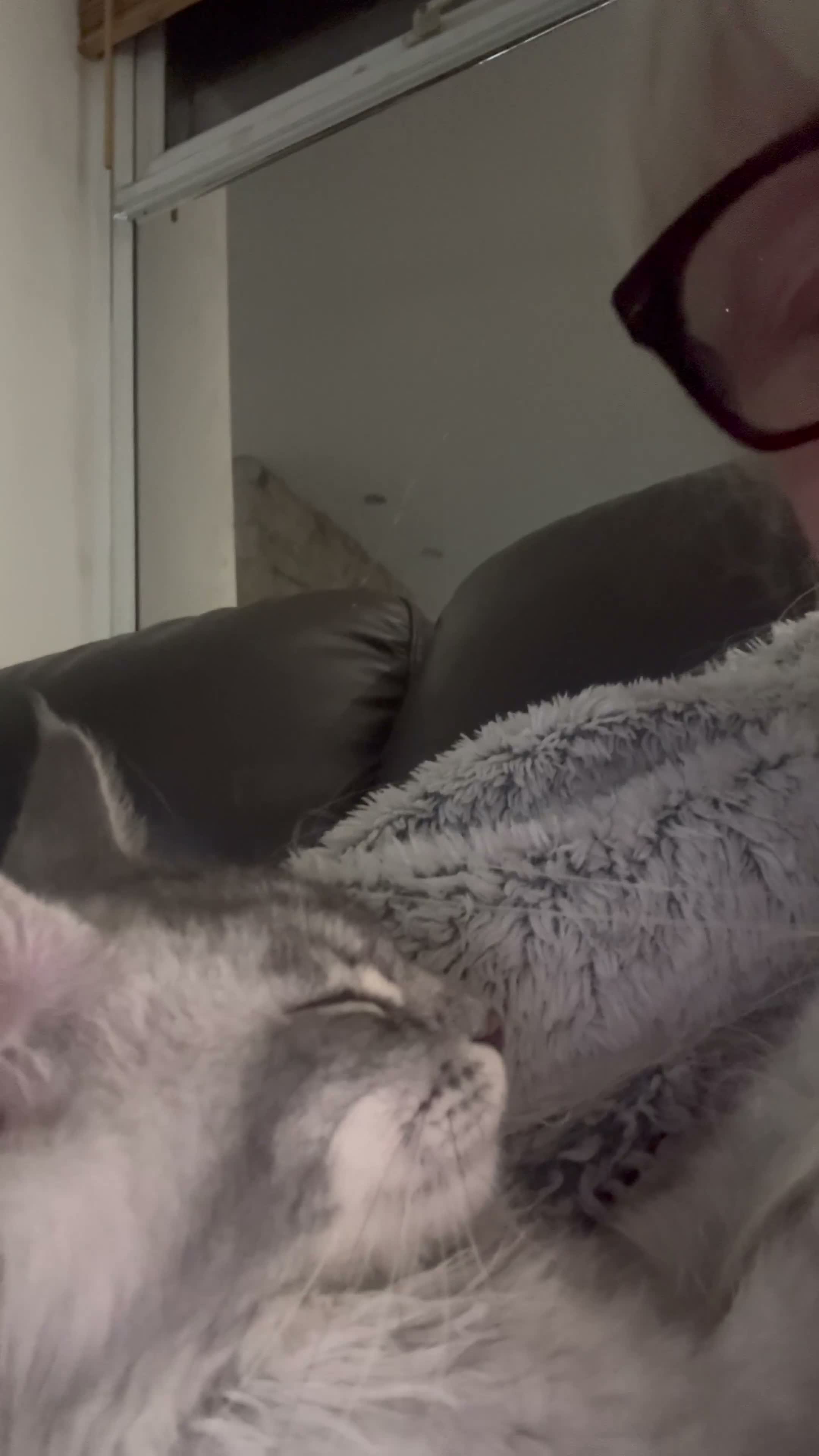 Maine Coon cats for sale: Champion Maine coon girl 💖 - Video 1