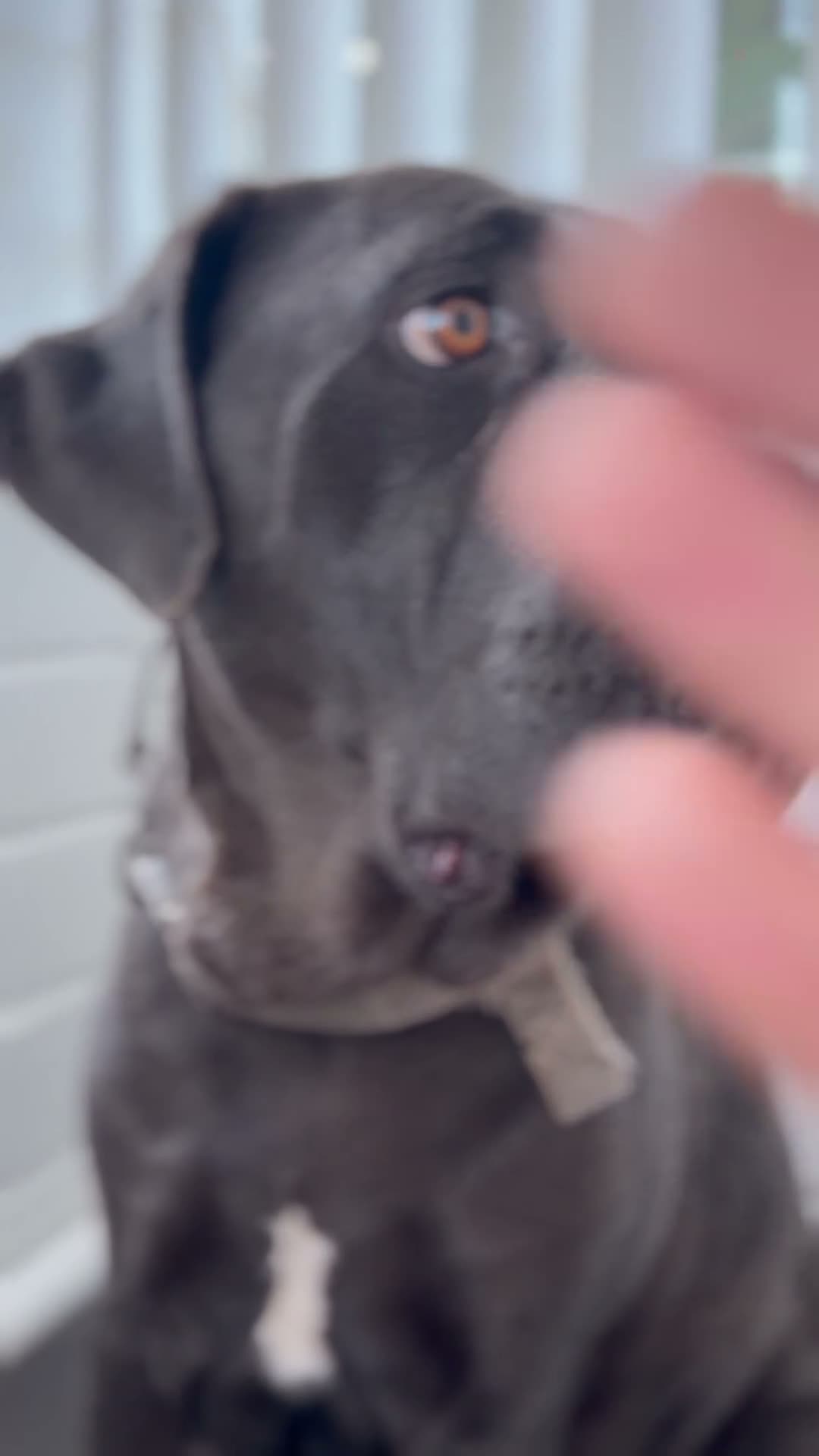 Cane Corso dogs for sale: Cane Corso Puppies – 2 Males & 4 Females in Bradford - Video 3
