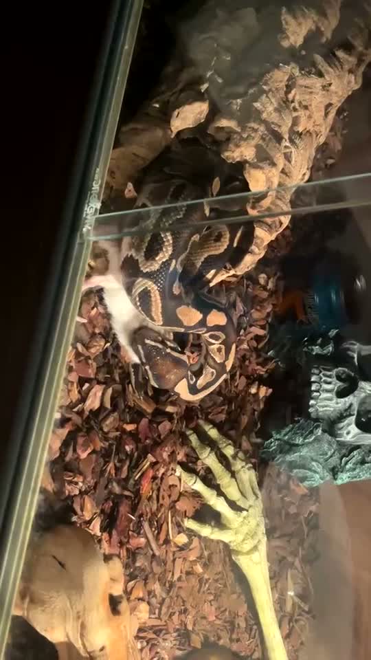 Python Snake reptiles for sale: Ball python - Video 1