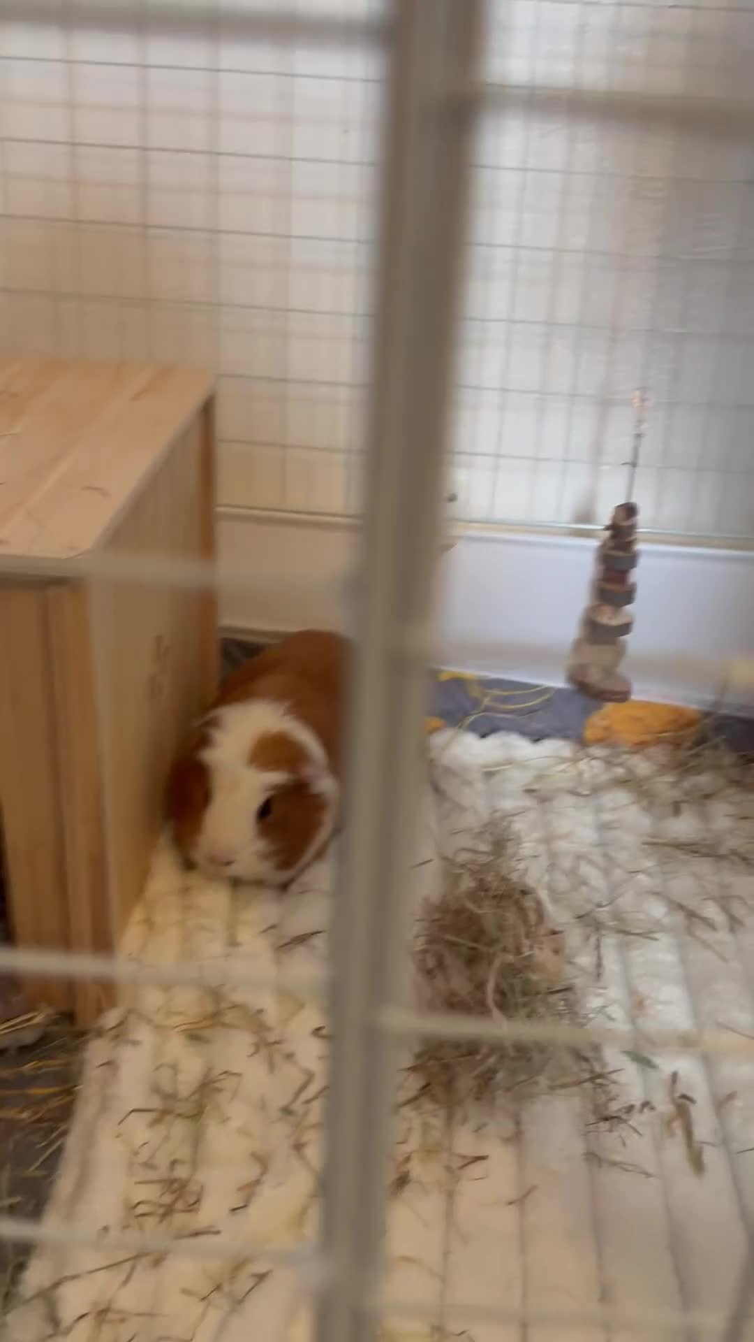 Guinea Pig rodents for sale: 2 male guinea pigs  in Sunderland - Video 1