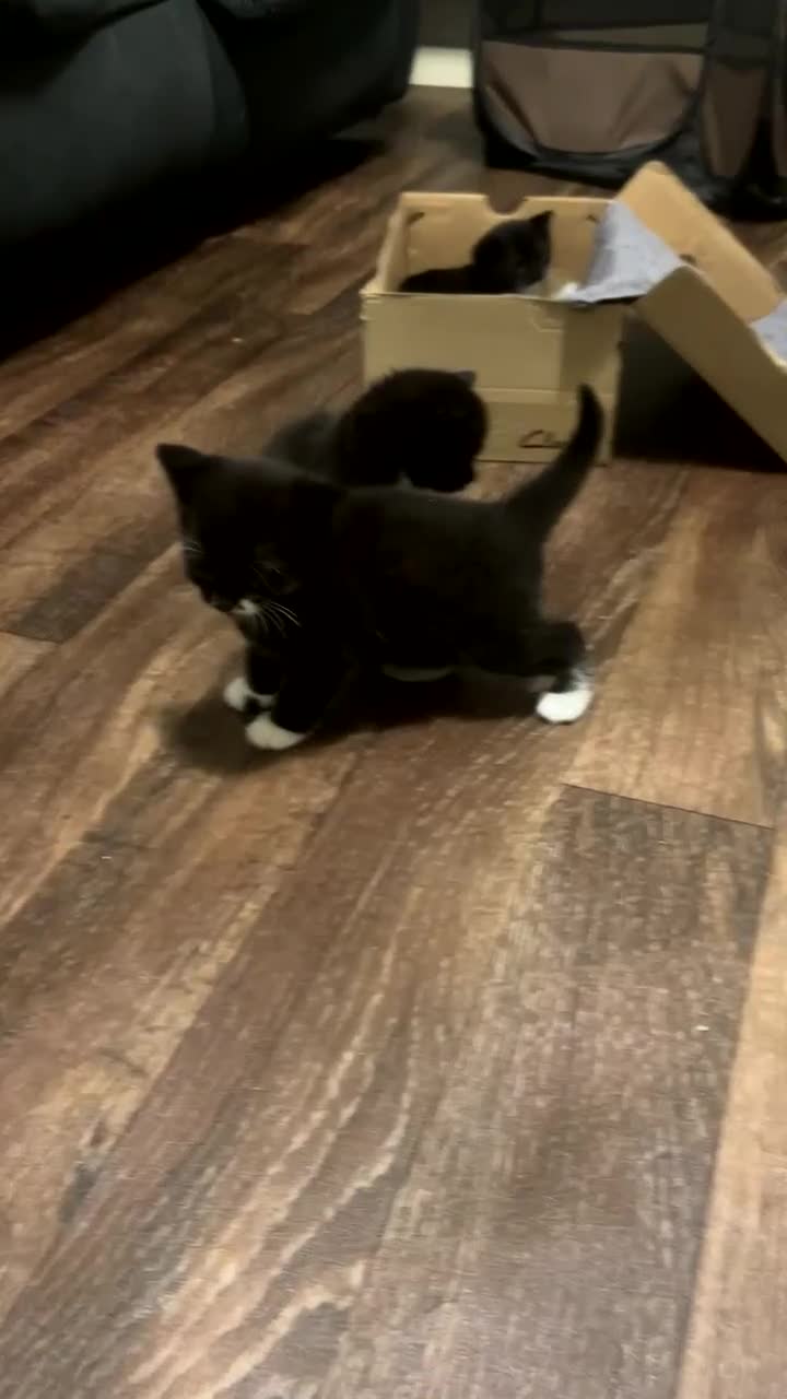 Domestic Shorthair cats for sale: Adorable Black & White Kittens 8 Weeks Old - Video 1