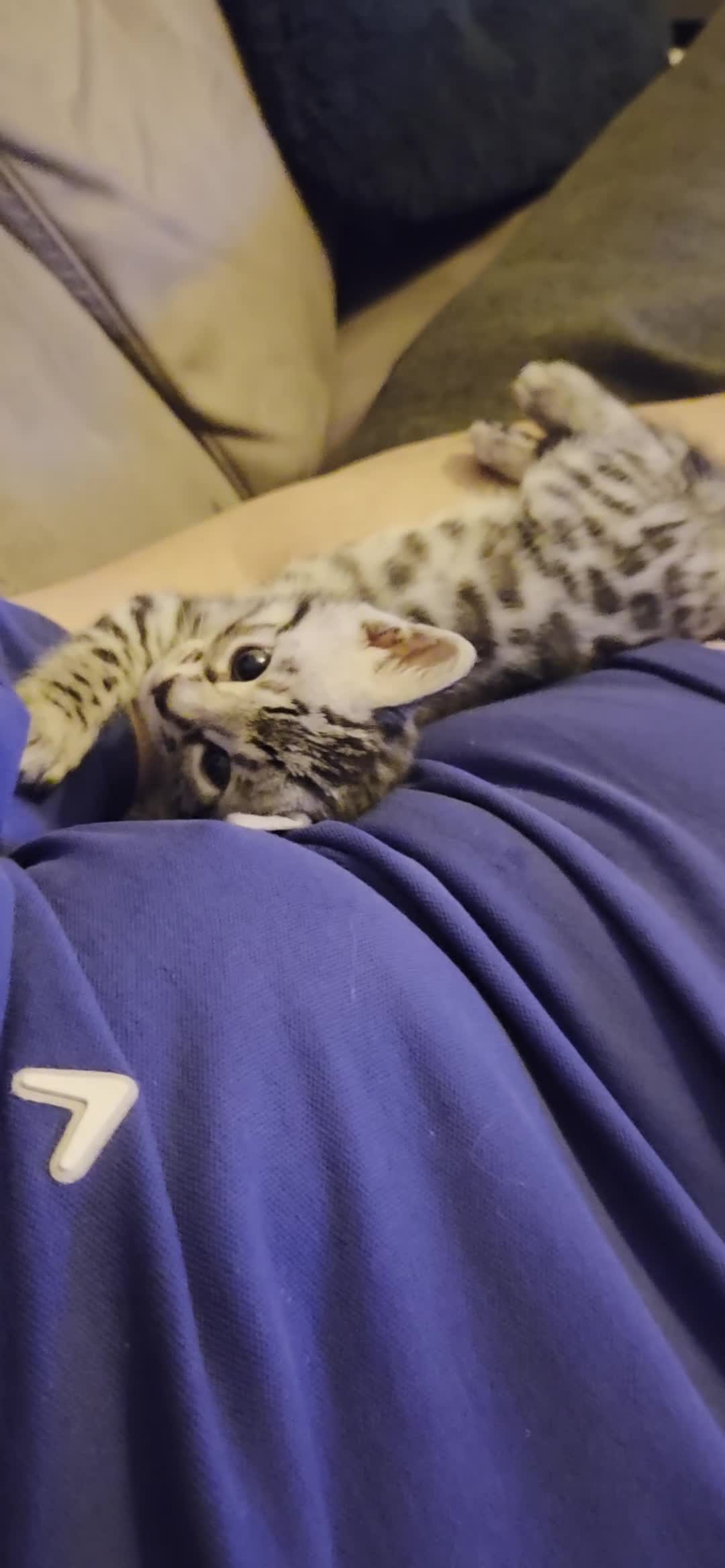 Bengal cats for sale: 🌟6 x CHAMPION BENGALS KITTENS🌟 - Video 1