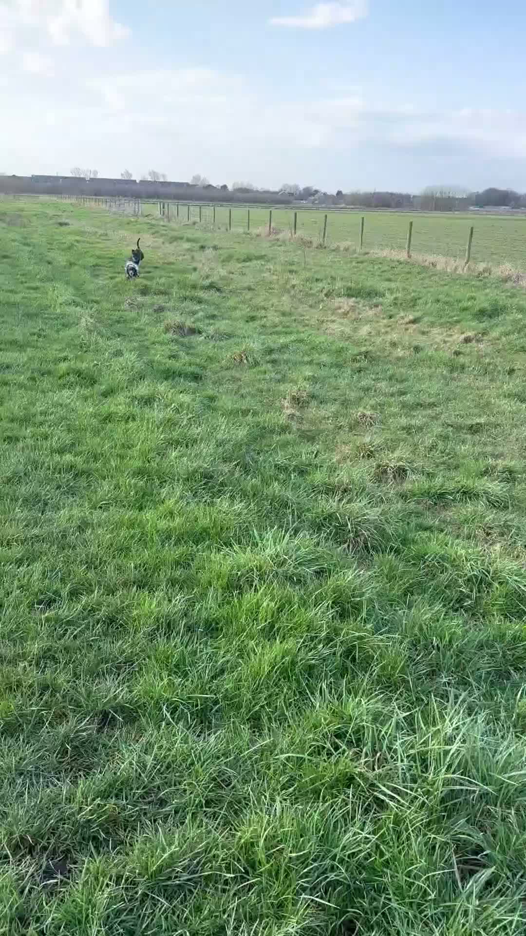Mixed Breed dogs for sale: Reggie in Blackpool - Video 4