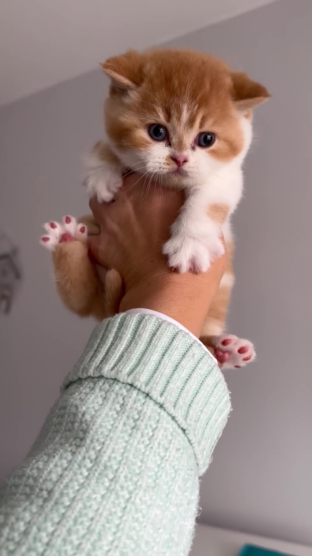 British Shorthair cats for sale: Chunky Red and White British Shorthair TICA - Video 2