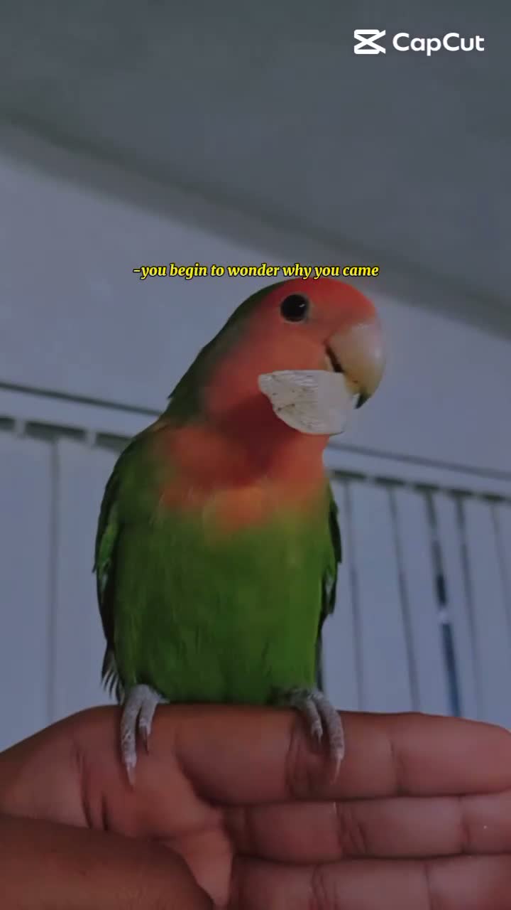 Lovebirds birds for sale: 2 lovebirds and a budgie looking for a loving home in Dewsbury - Video 3