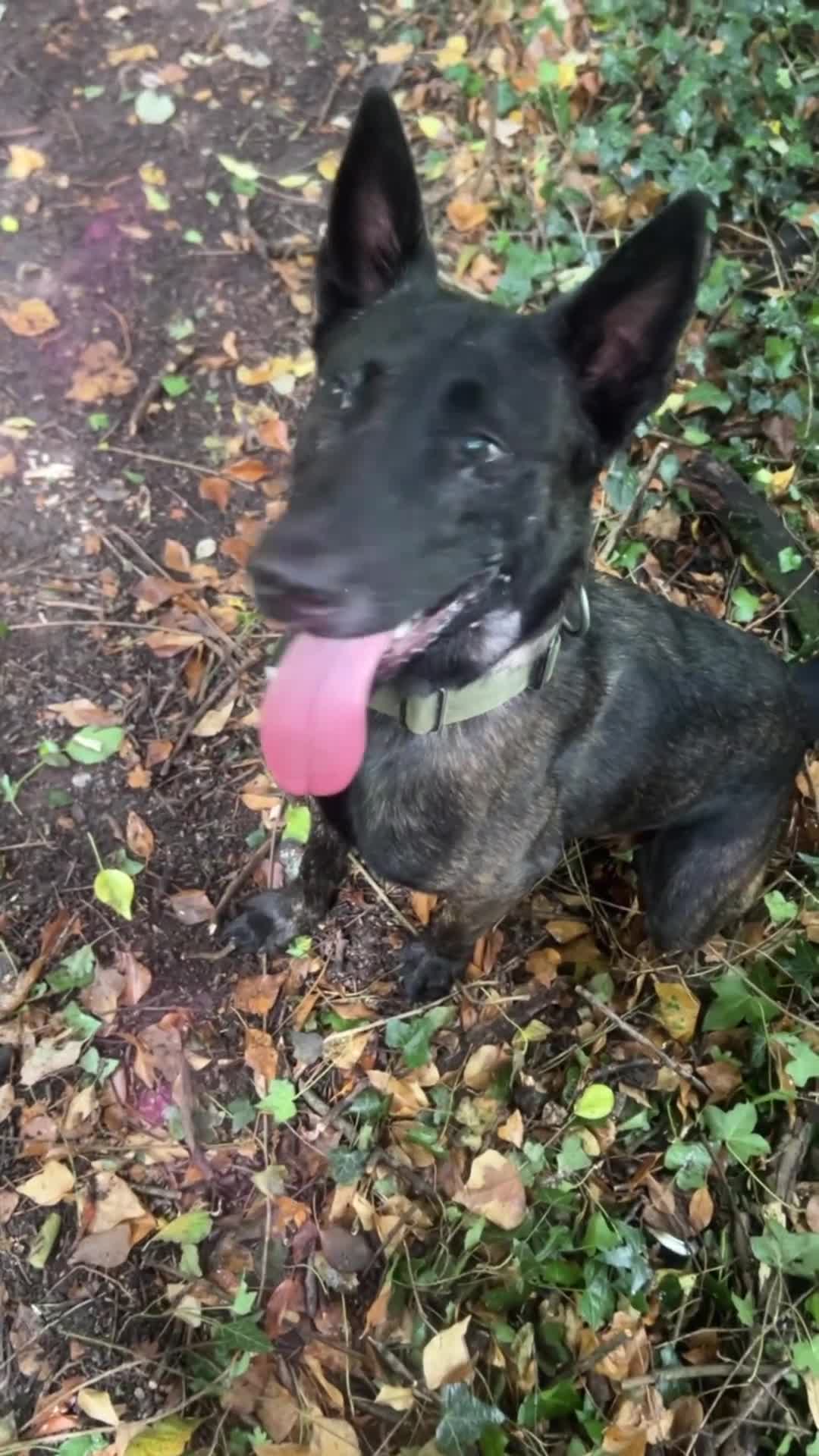 Belgian Shepherd Dog dogs for sale: Dutch Herder - Video 1