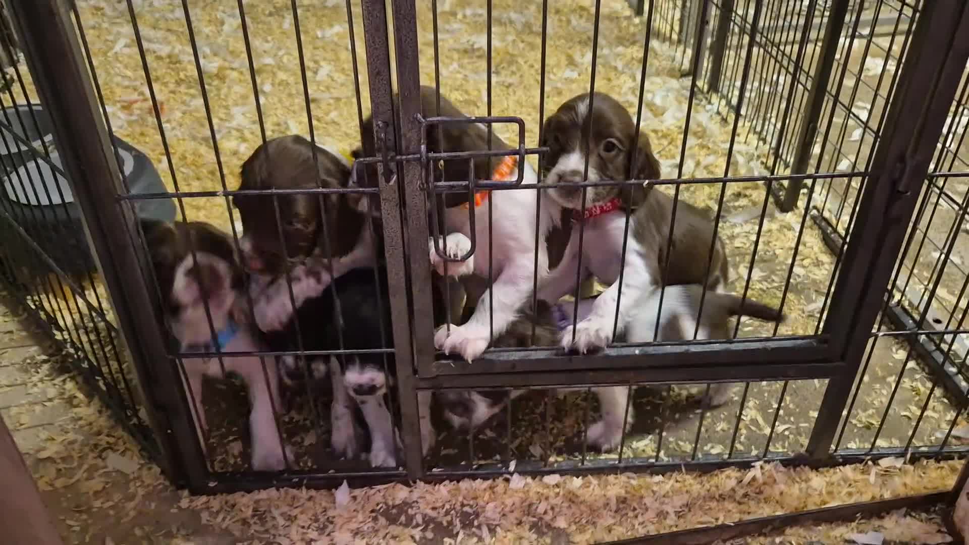 English Springer Spaniel dogs for sale: Beautiful Boy Remaining  - Video 1