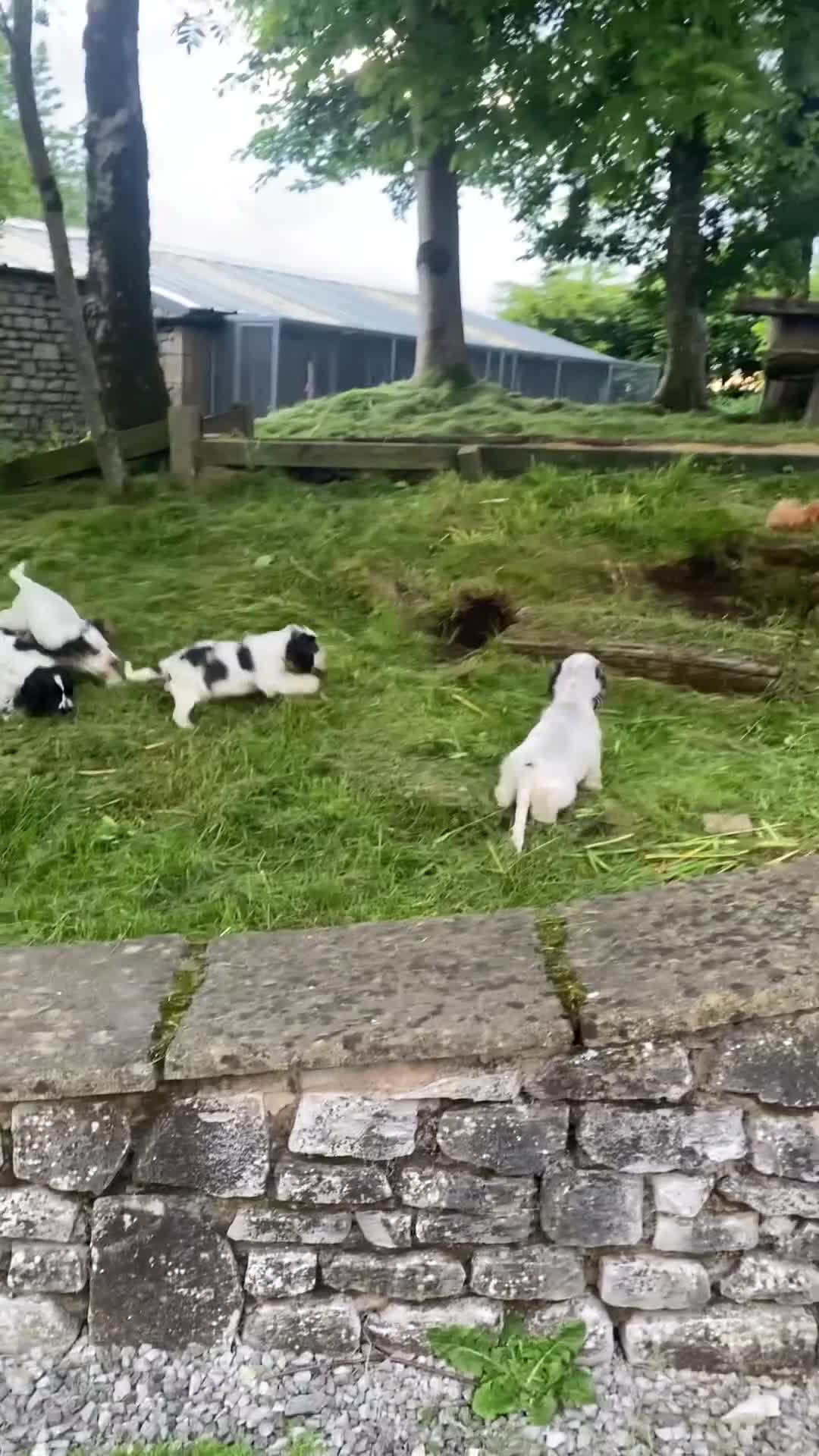 Cocker Spaniel dogs for sale: KC registered Show Cocker Spaniels  - Video 1