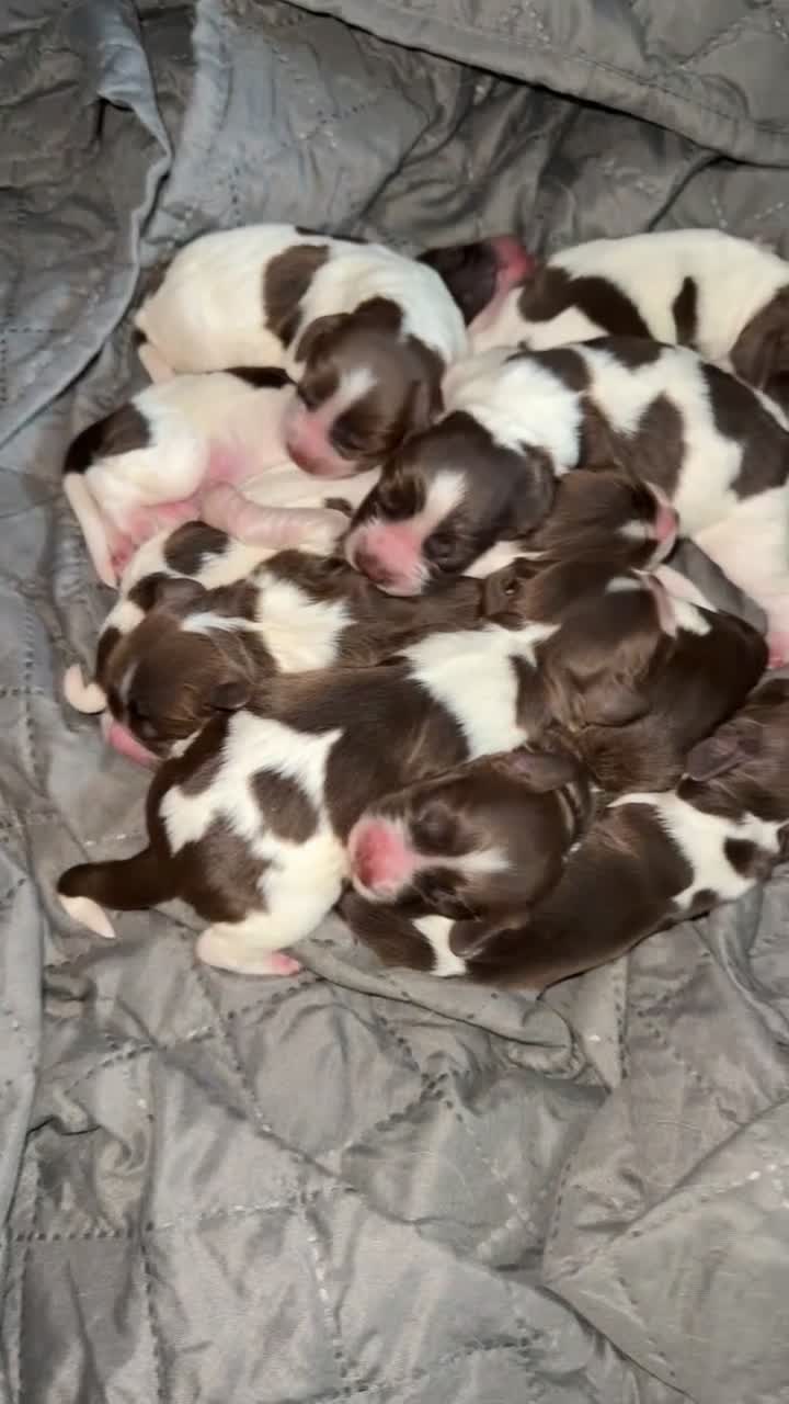 Sprocker dogs for sale: unbelievably marked sprockers 😍 - Video 1