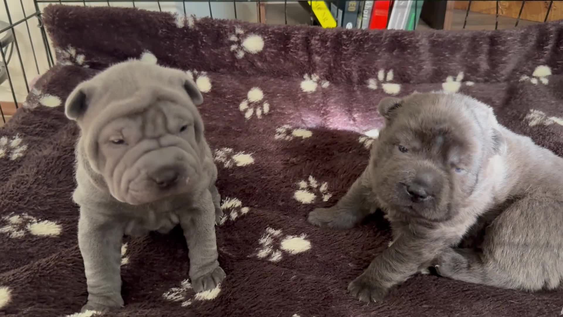 Shar Pei dogs for sale: Two beautiful Blue Shar Pei puppies (Male) - Video 1