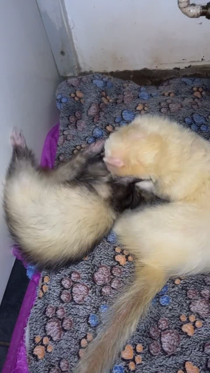 Ferret rodents for sale: Male ferrets looking for home. - Video 1