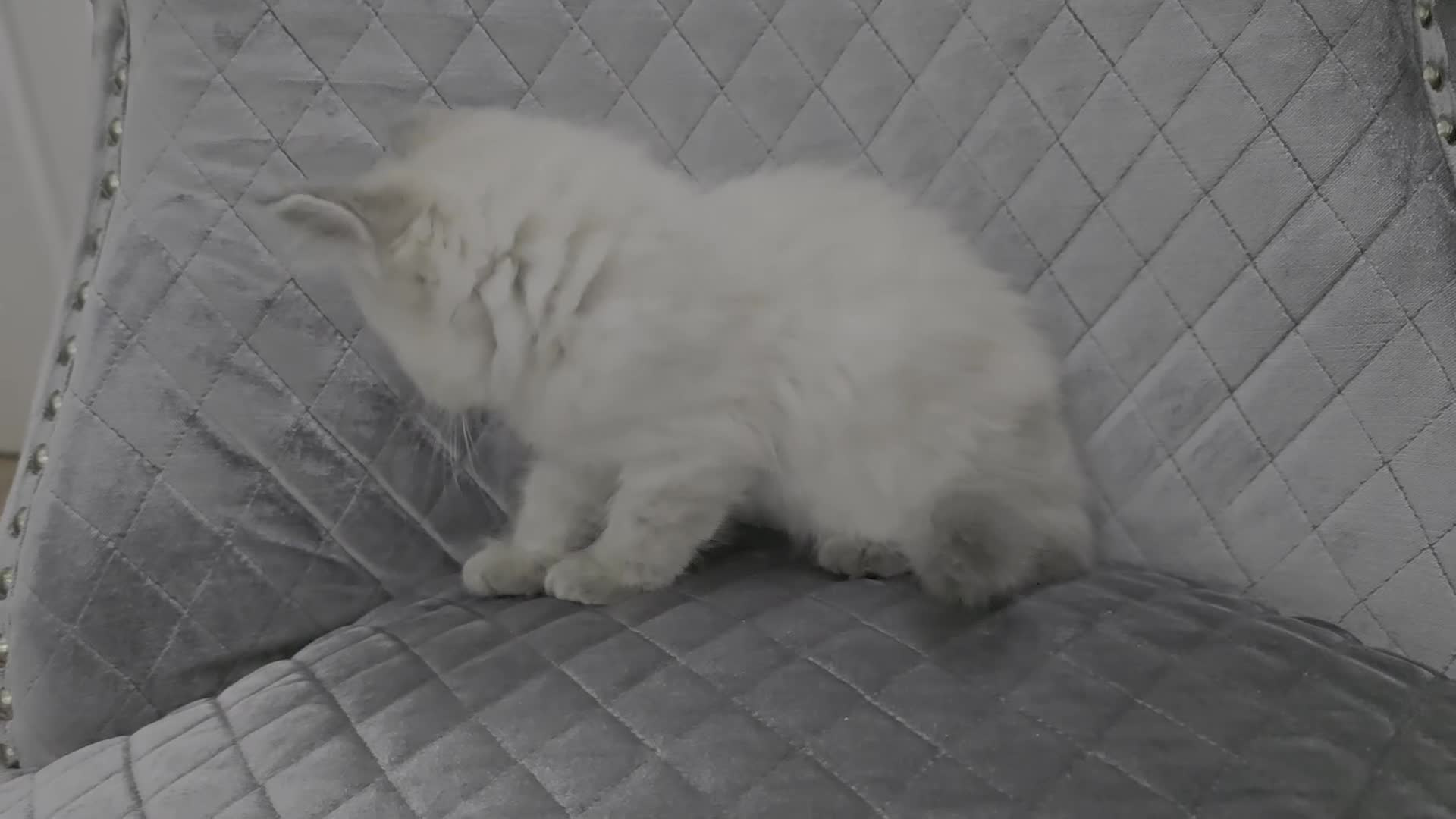 Ragdoll cats for sale: Gccf ragdoll kitten blue tabby lynx - Video 1