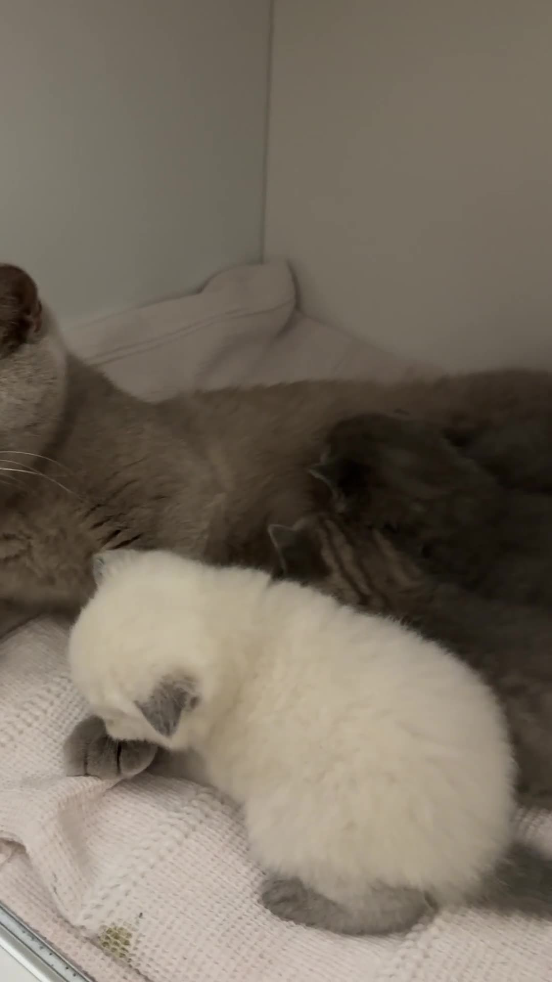 British Shorthair cats for sale: British shorthair kittens  - Video 1