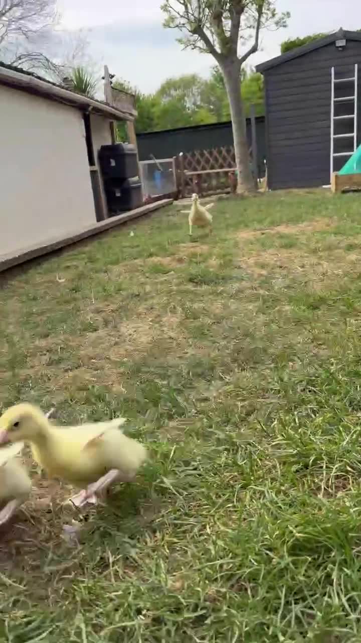 Geese poultry for sale: SEBASTOPOL GOSLINGS - READY NOW - Video 1